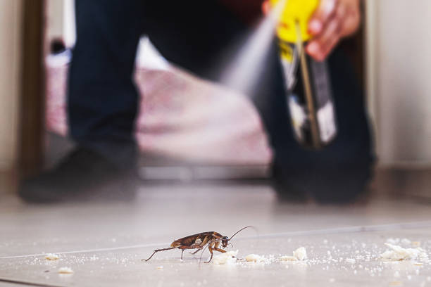 Best Cockroach Control Services  in Titusville, PA